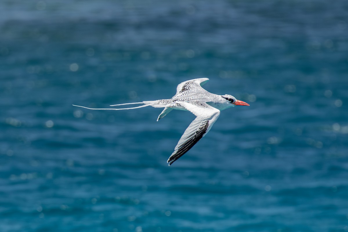 Red-billed Tropicbird - ML642677041