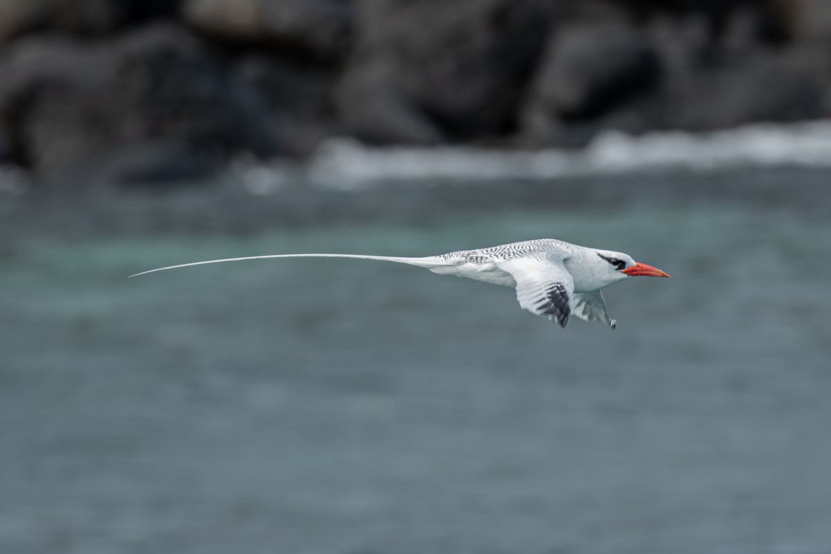 Red-billed Tropicbird - ML642677042