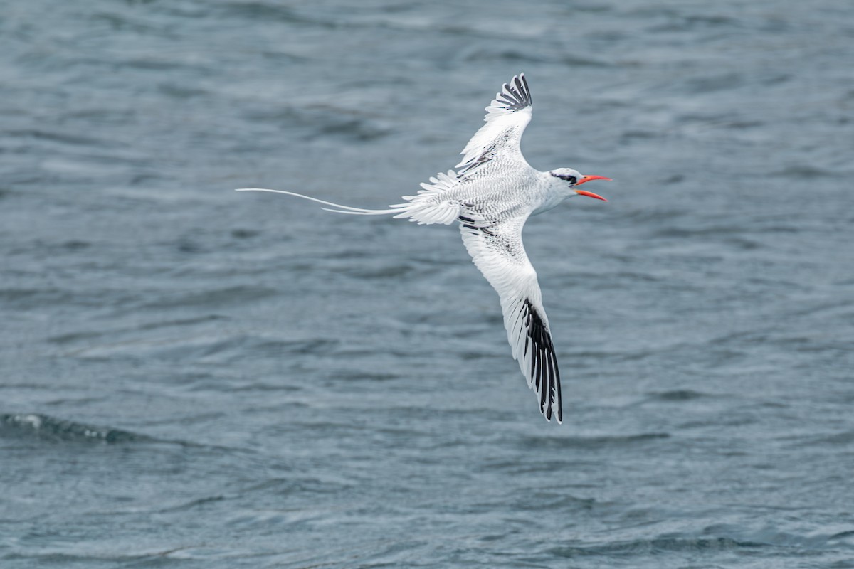 Red-billed Tropicbird - ML642677043