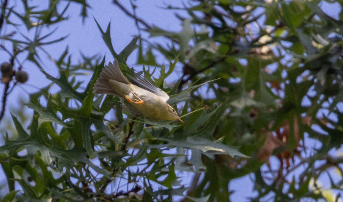 Arctic Warbler - ML642677044