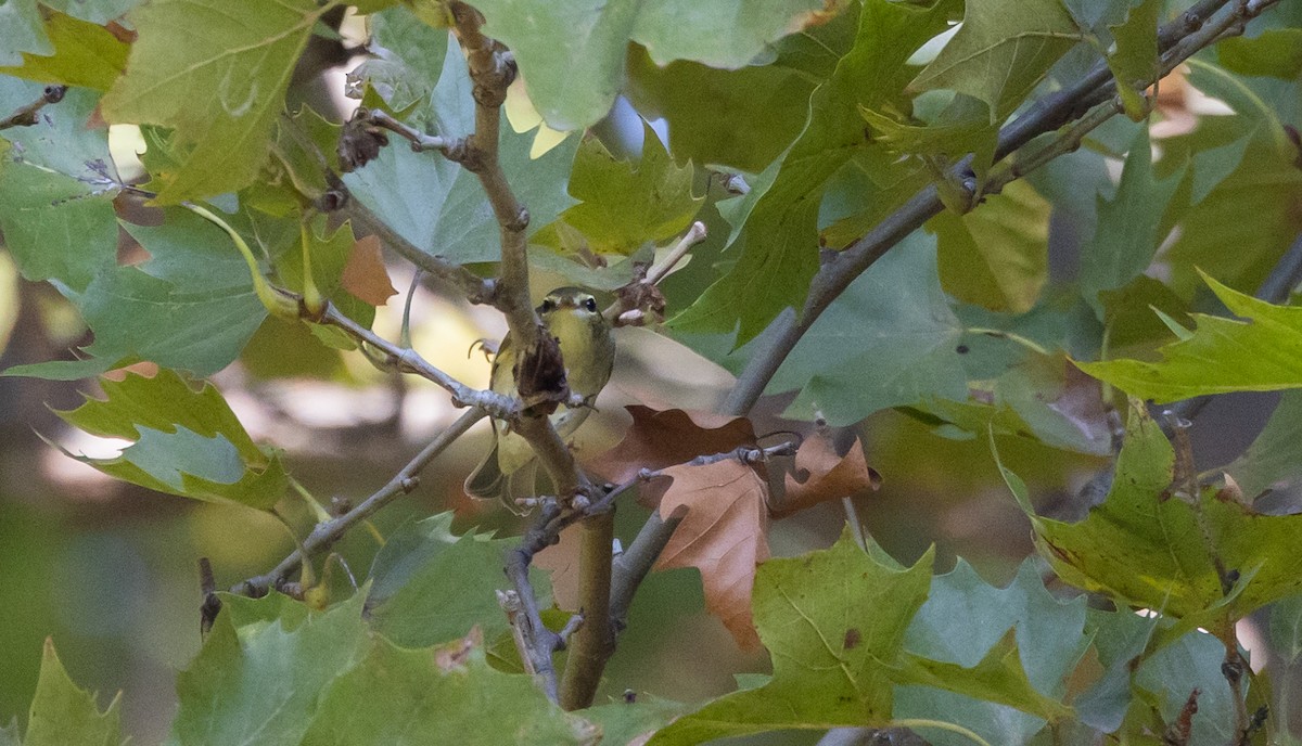 Arctic Warbler - ML642677050
