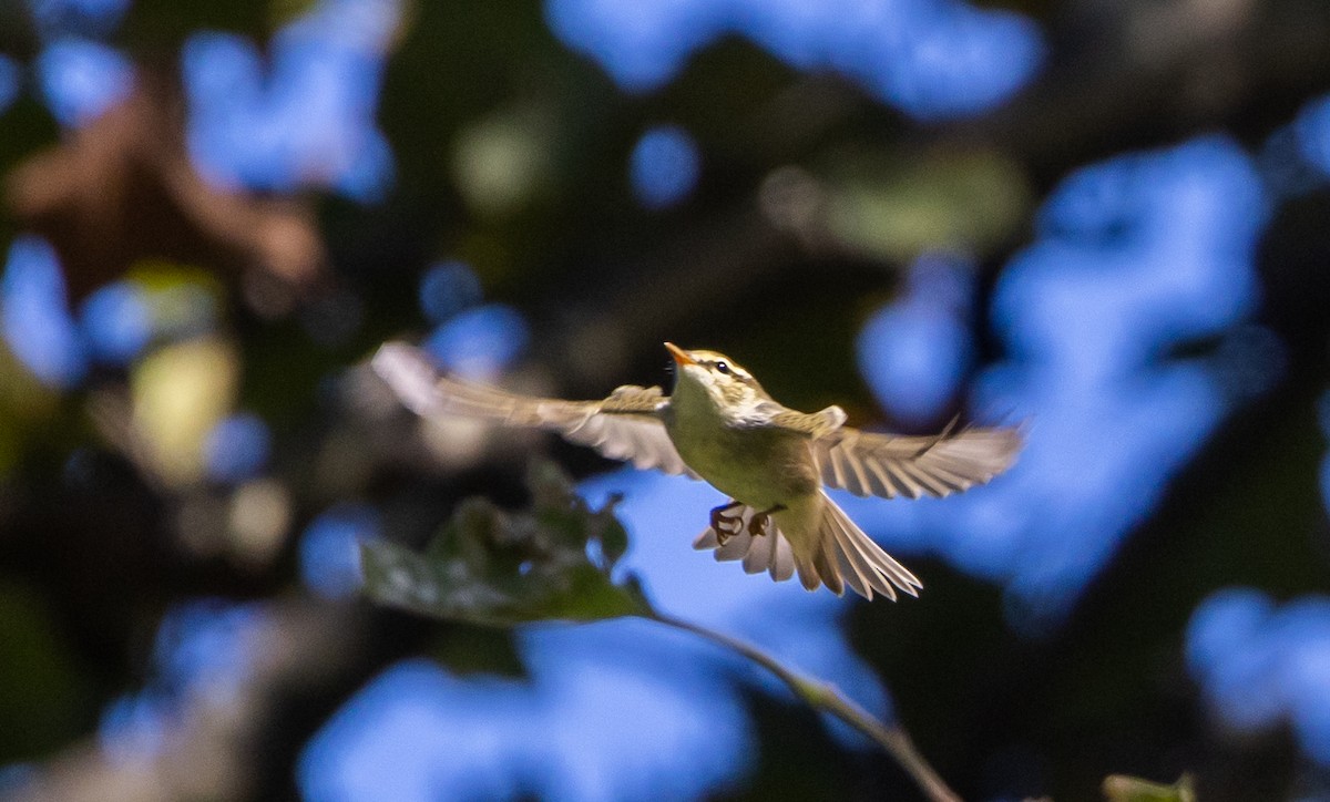 Arctic Warbler - ML642677052