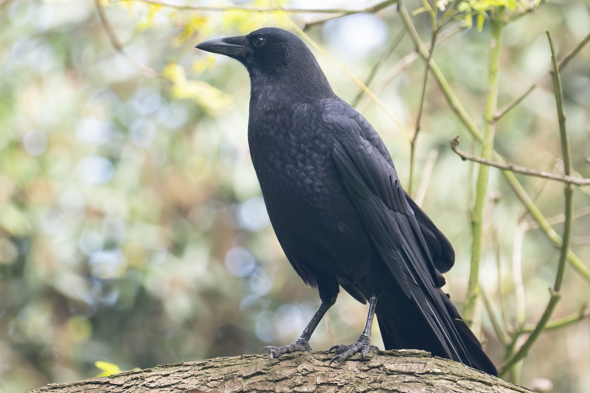 American Crow - ML642677053