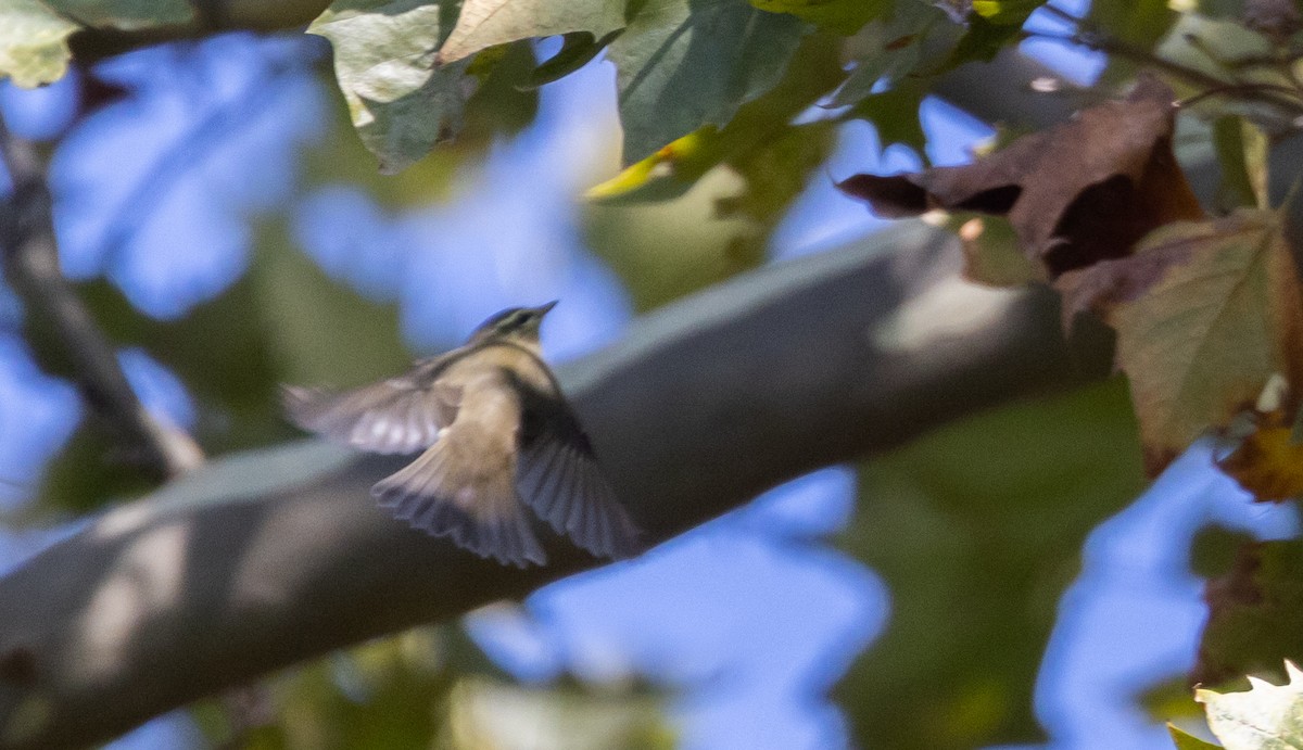 Arctic Warbler - ML642677057