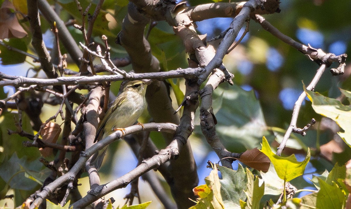Arctic Warbler - ML642677062