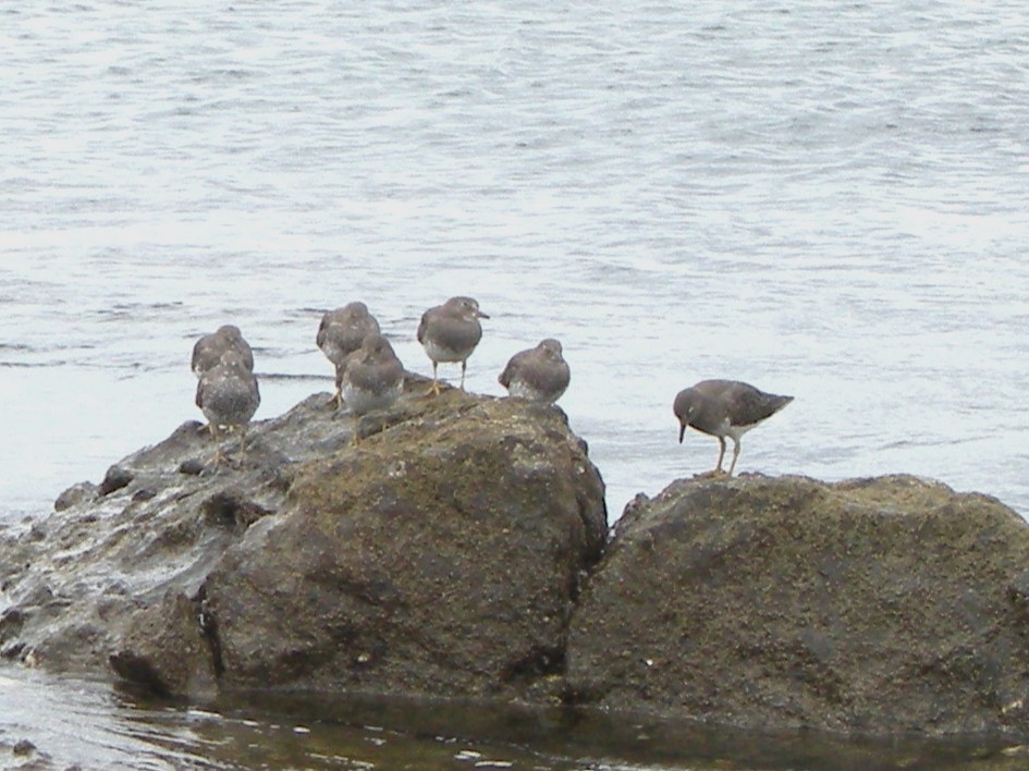 Surfbird - ML642677065