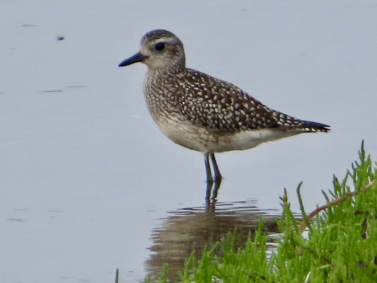 Black-bellied Plover - ML642677066