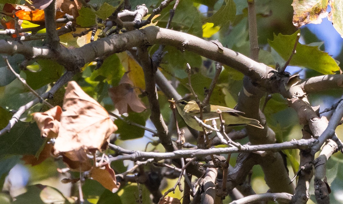 Arctic Warbler - ML642677068
