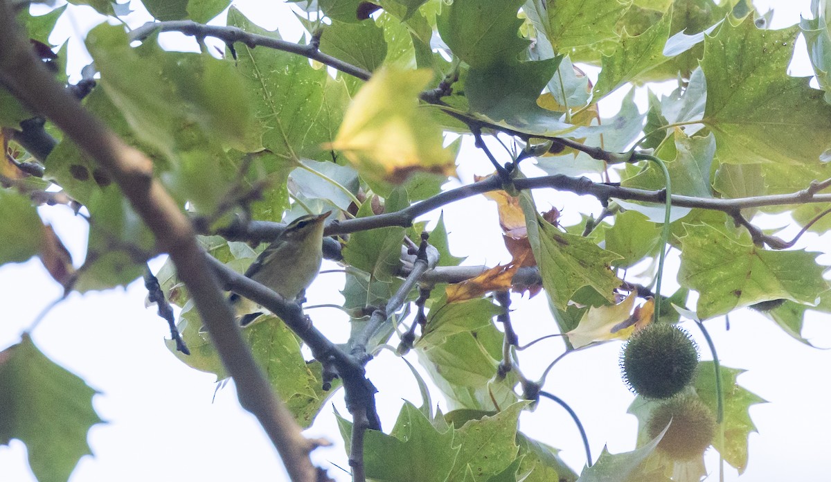 Arctic Warbler - ML642677072