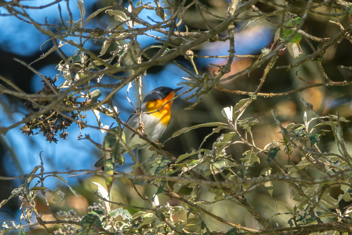 Flame-throated Warbler - ML642677076