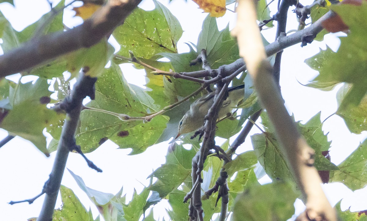 Arctic Warbler - ML642677077