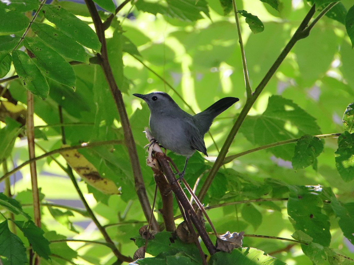 Gray Catbird - ML642677082