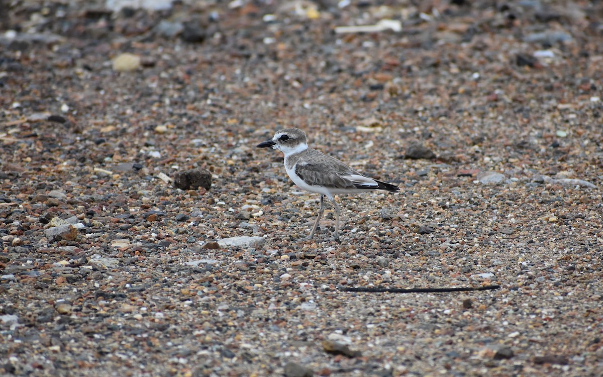 Wilson's Plover - ML642677086