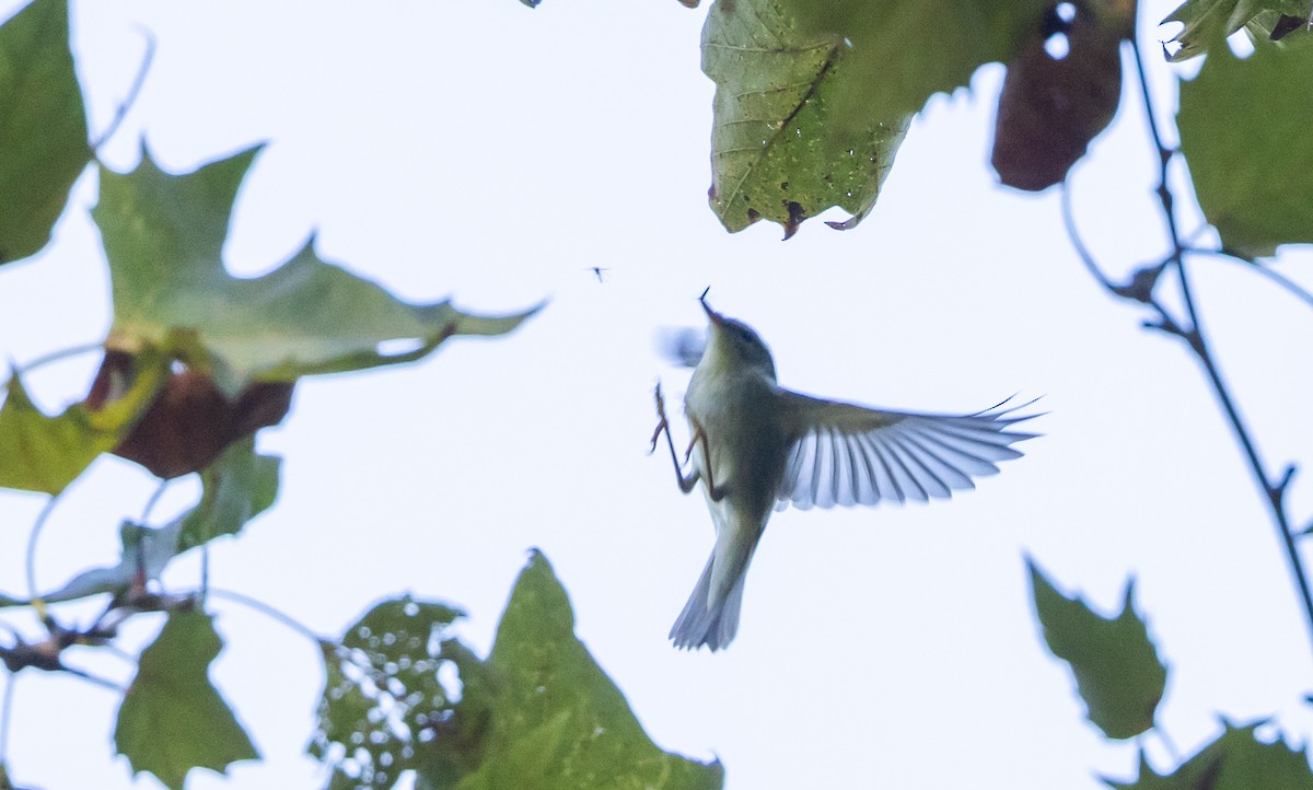 Arctic Warbler - ML642677087