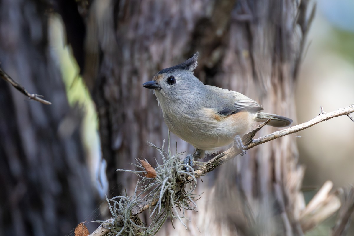 Tufted x Black-crested Titmouse (hybrid) - ML642677089