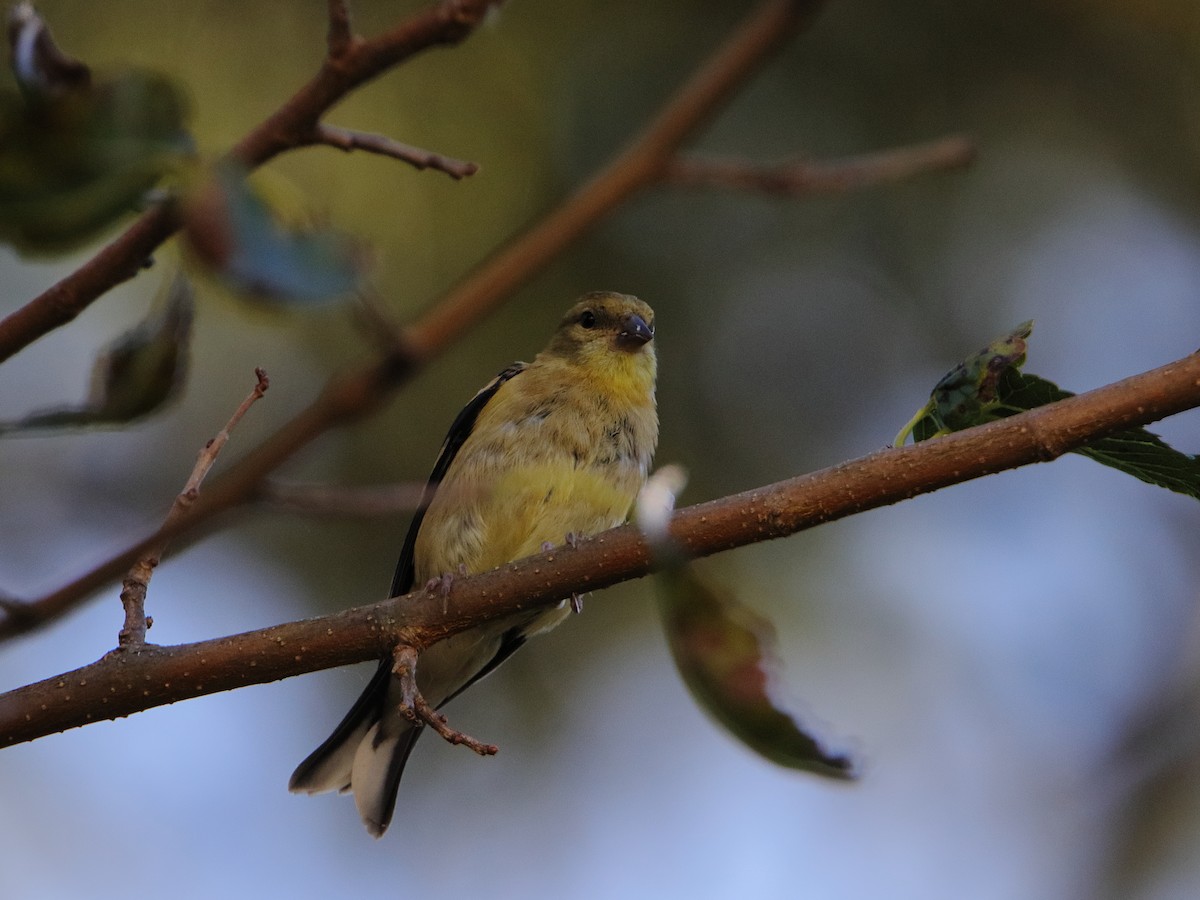 American Goldfinch - ML642677093