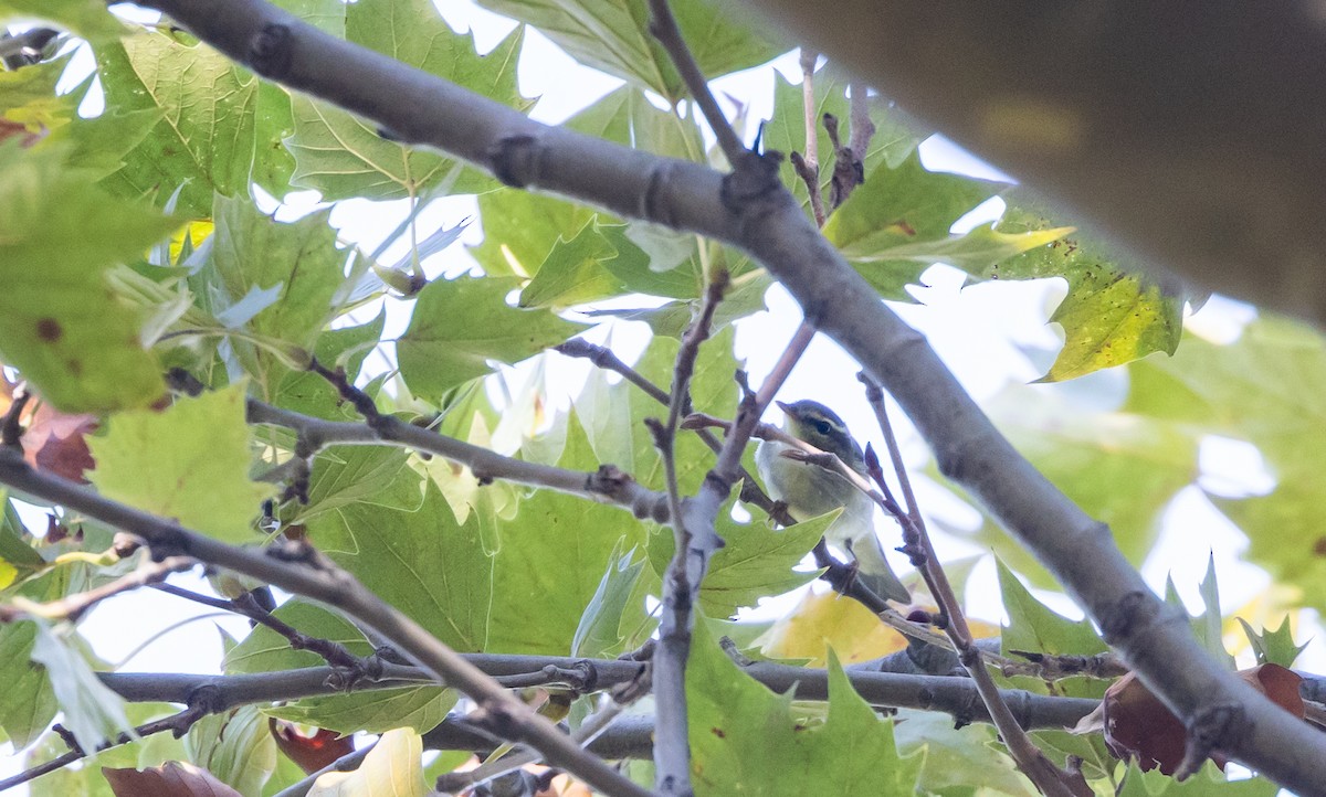 Arctic Warbler - ML642677094