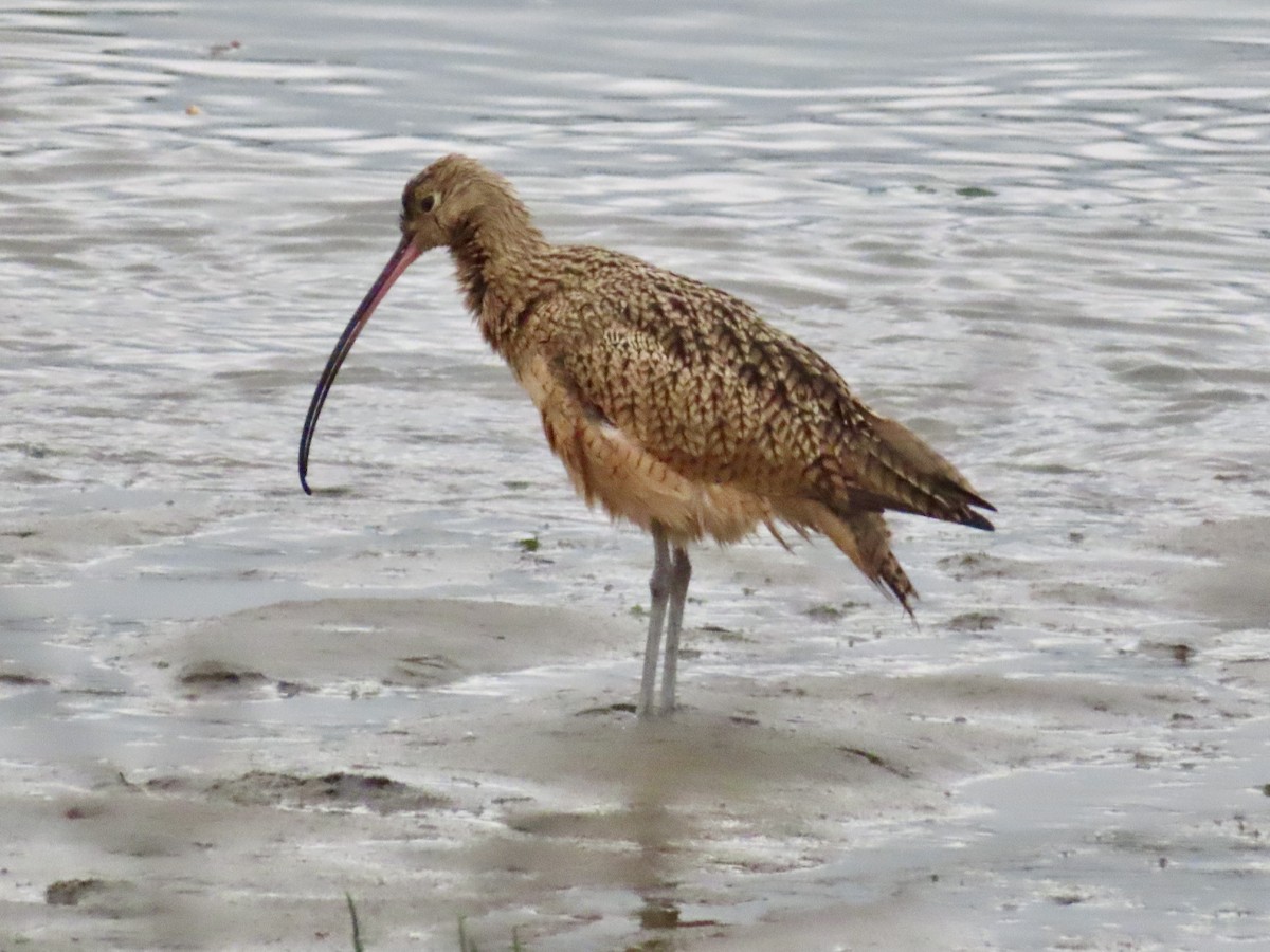 Long-billed Curlew - ML642677098