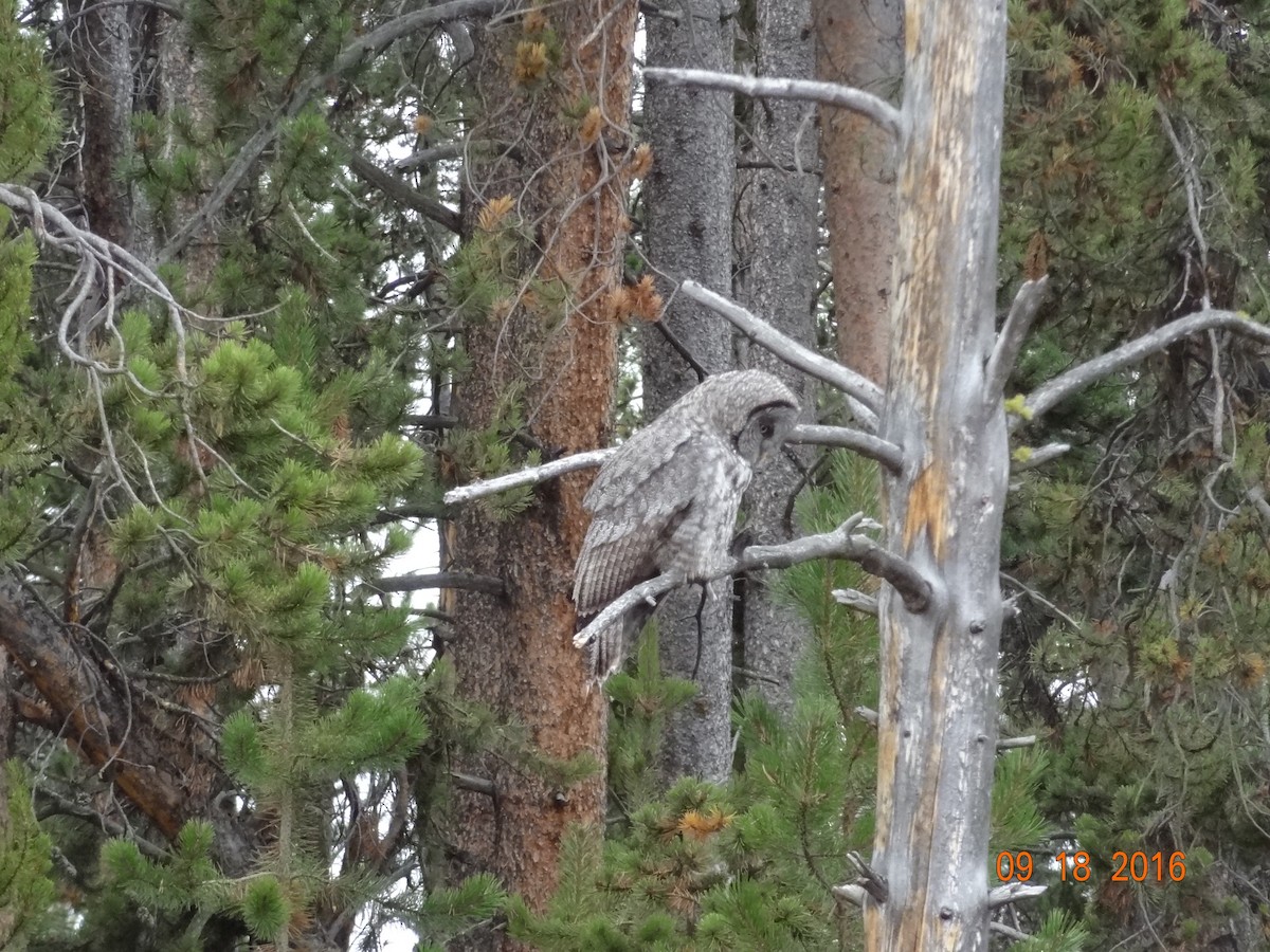 Great Gray Owl - ML642677103