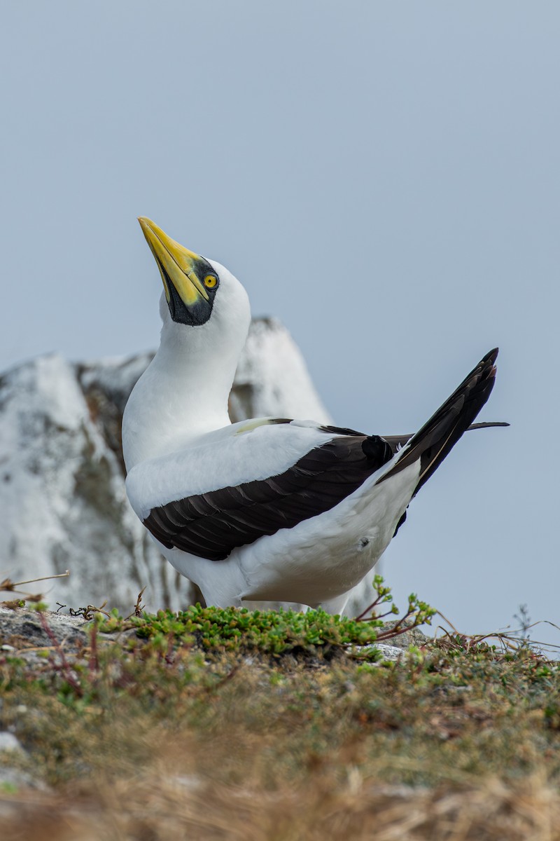 Masked Booby - ML642677112