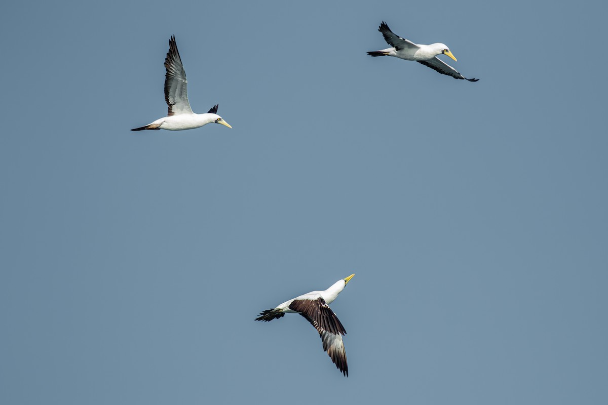 Masked Booby - ML642677113
