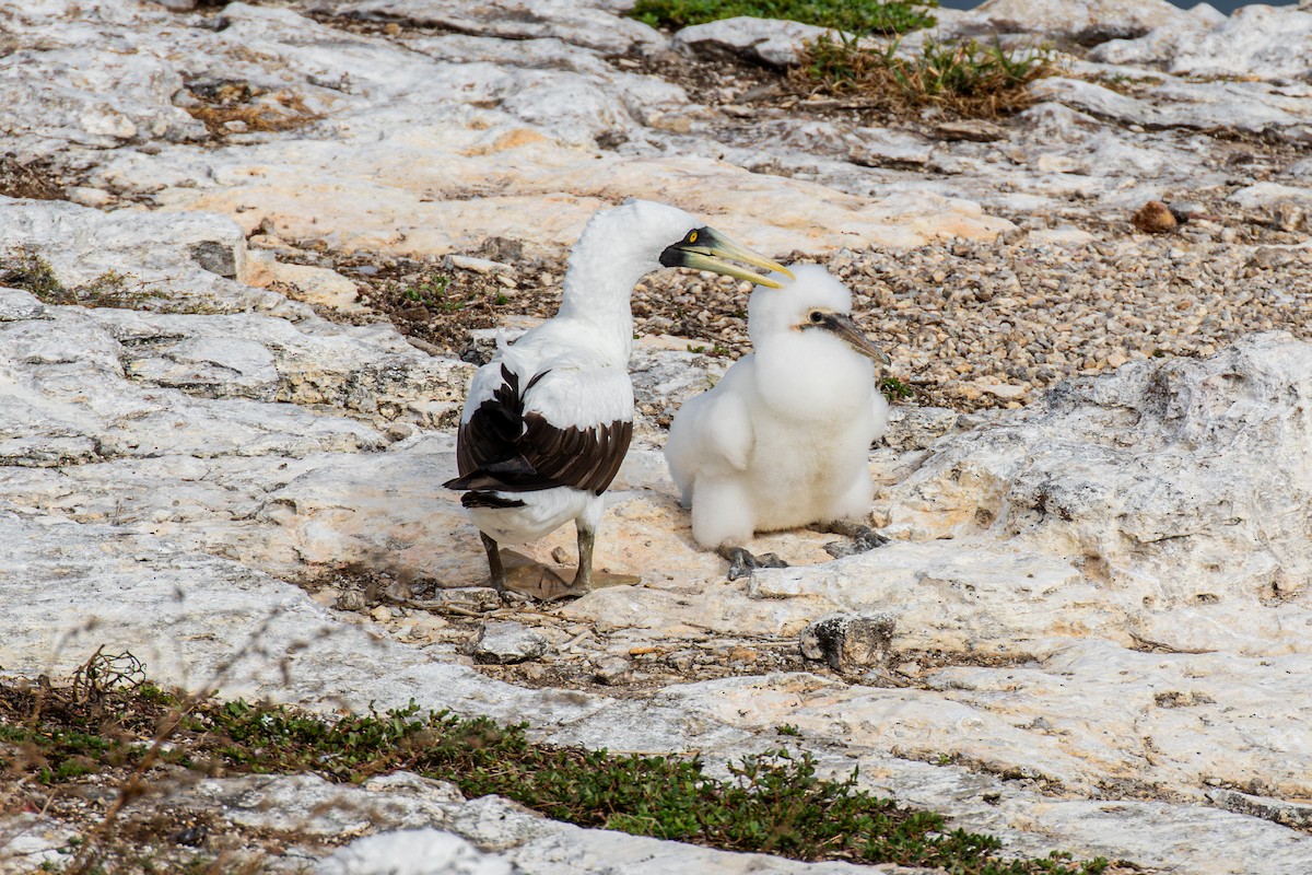 Masked Booby - ML642677114