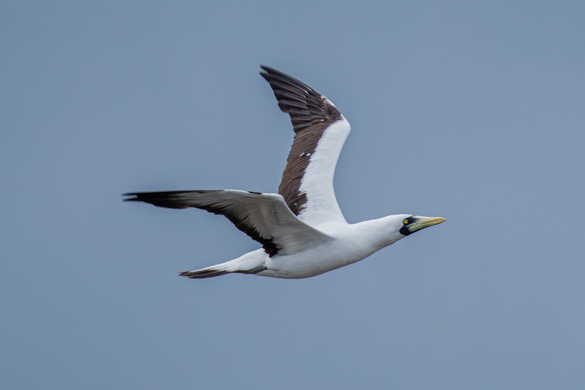 Masked Booby - ML642677115