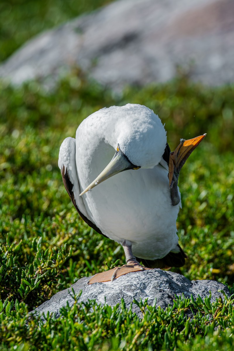 Masked Booby - ML642677116