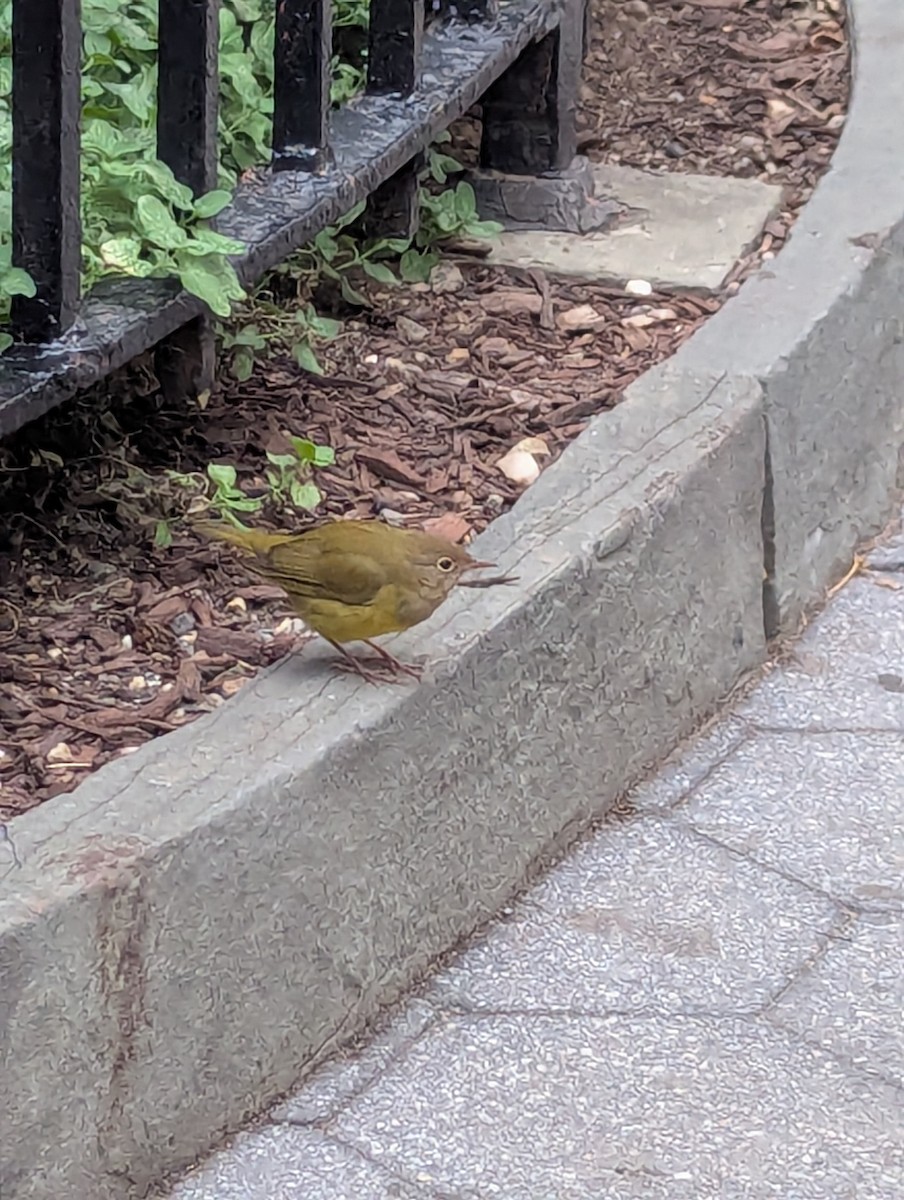 Connecticut Warbler - ML642677124