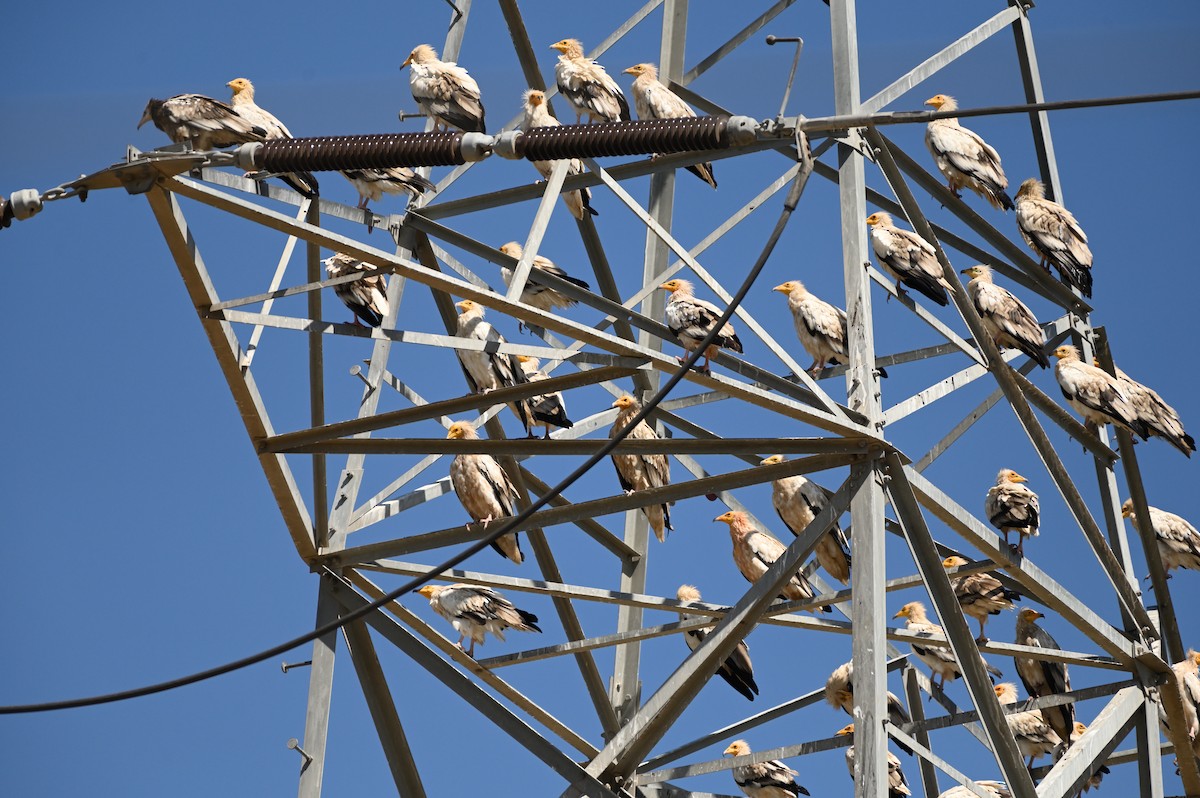 Egyptian Vulture - ML642677127