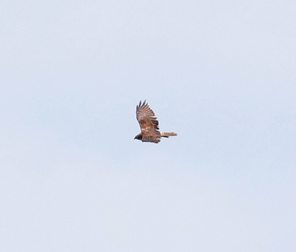 チュウヒ - ML642677137