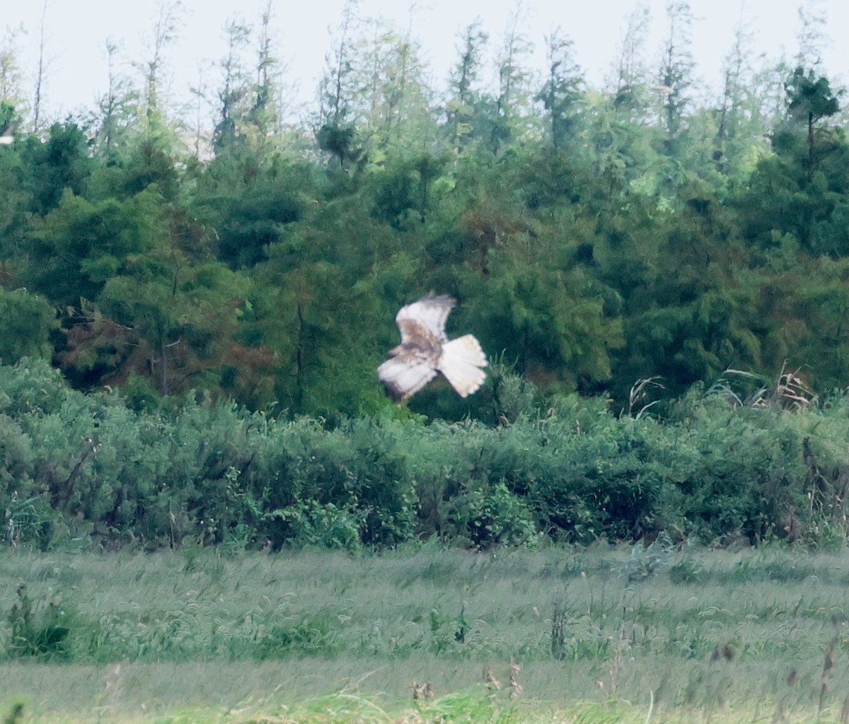 チュウヒ - ML642677138