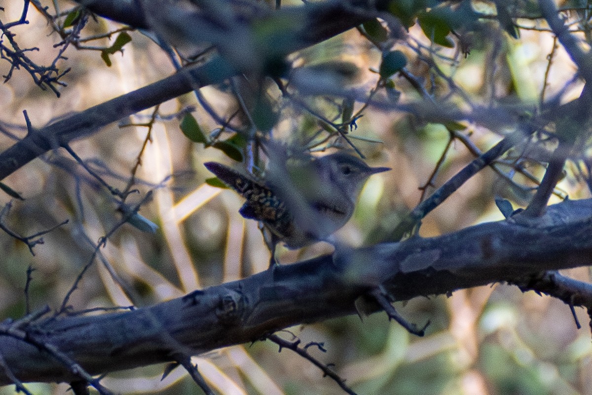Northern House Wren - ML642677142