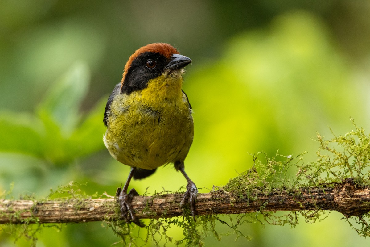 Atlapetes Pechiamarillo - ML642677144