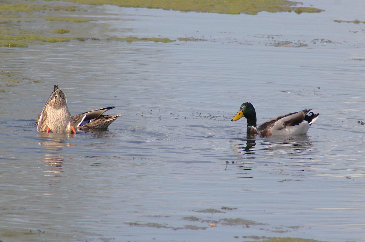 Mallard - ML642677163