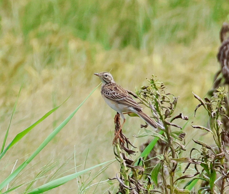 Хээрийн шийхнүүхэй - ML642677168