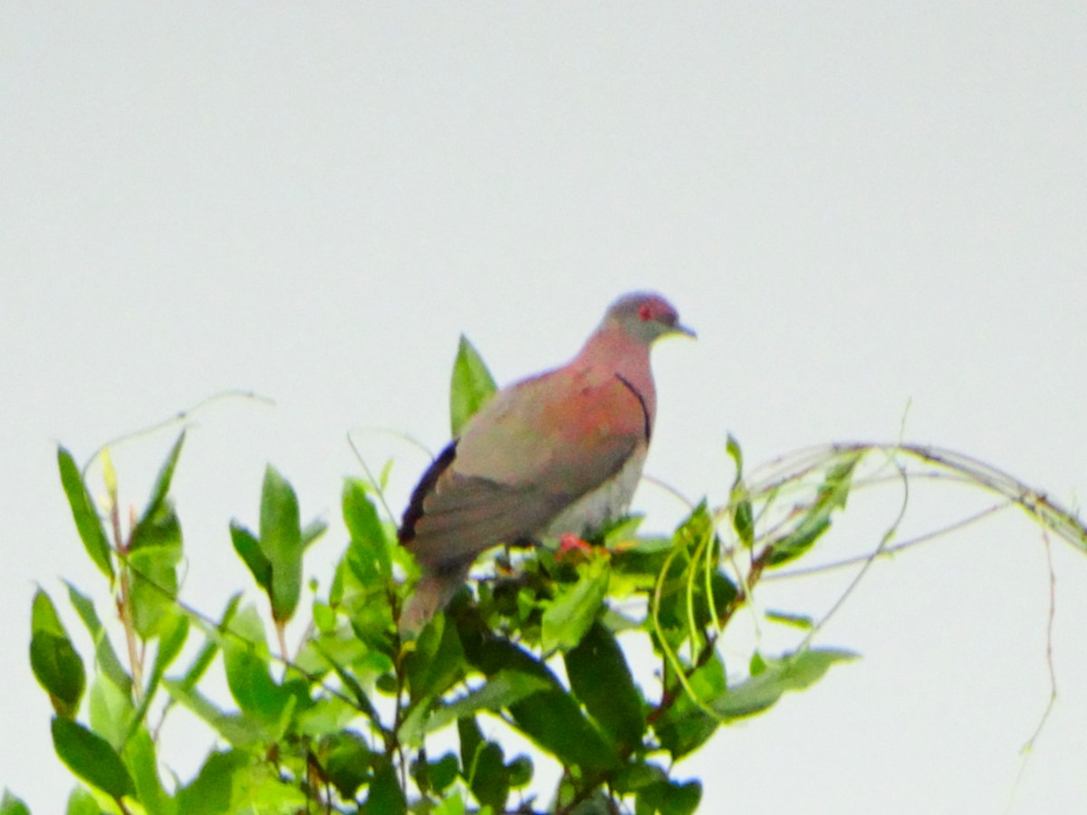 Pale-vented Pigeon - ML642677172
