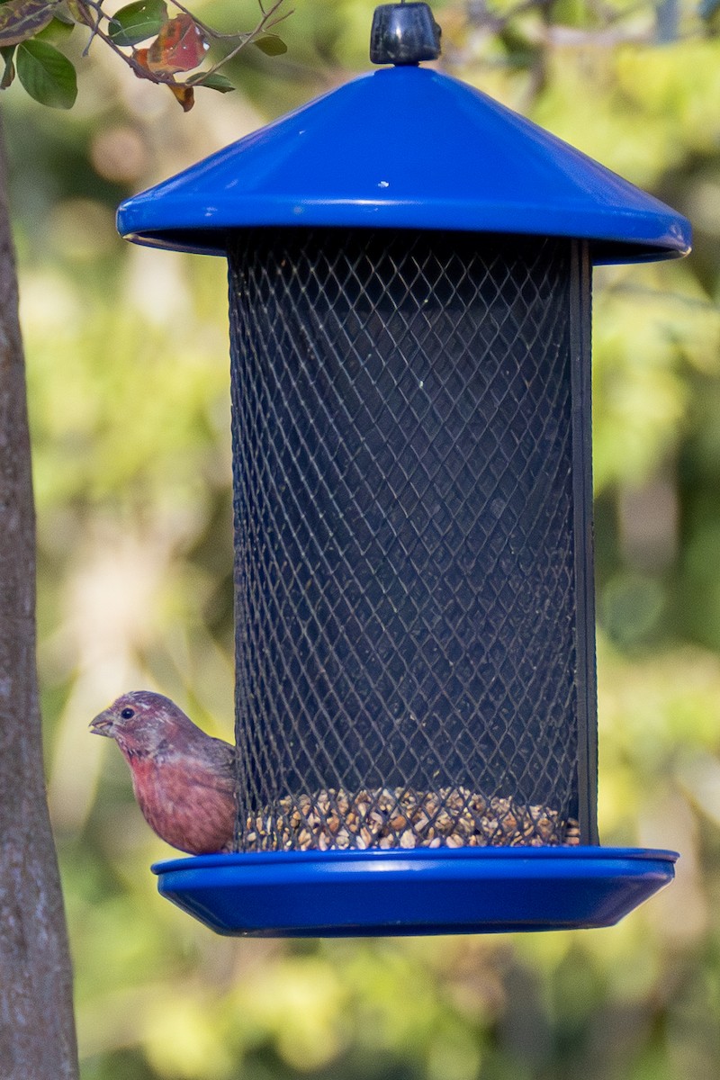 House Finch - ML642677176