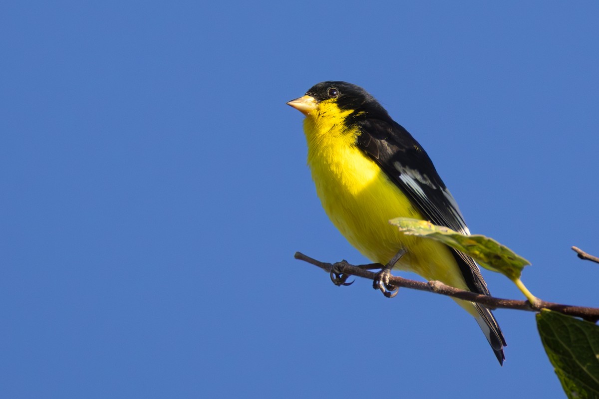Lesser Goldfinch - ML642677185