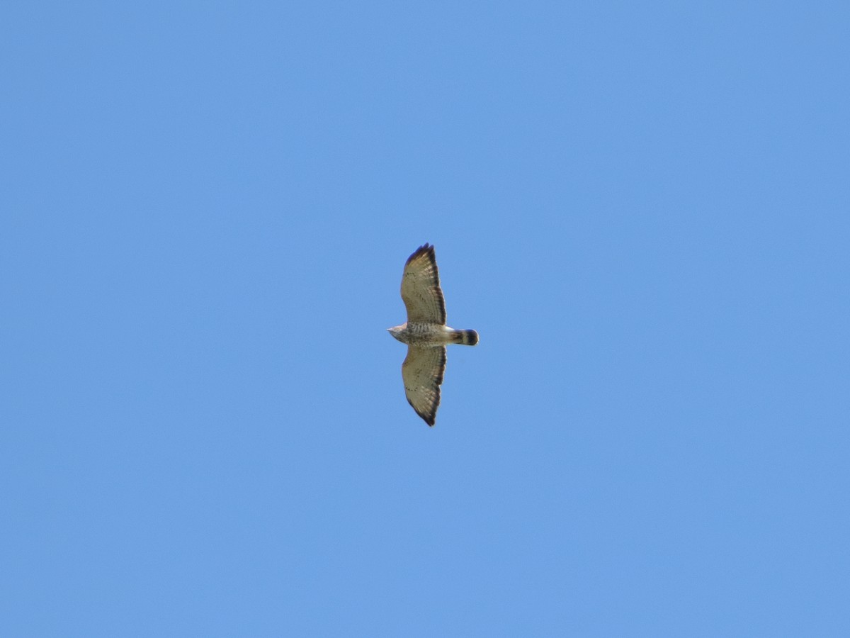 Broad-winged Hawk - ML642677187