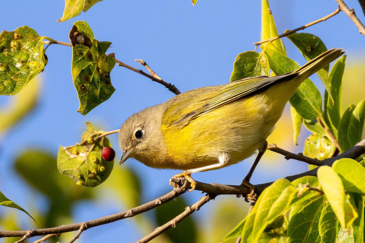 Nashville Warbler - ML642677190