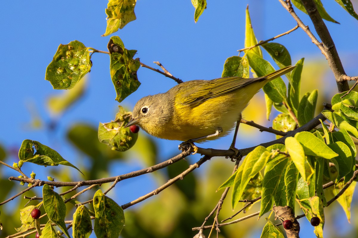 Nashville Warbler - ML642677191