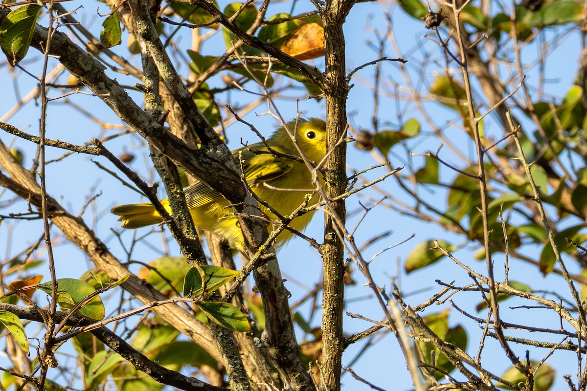 Northern Yellow Warbler - ML642677193