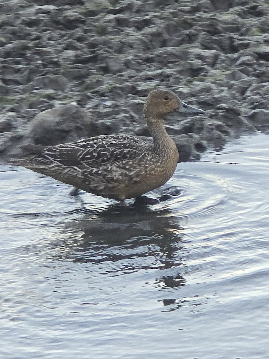 Northern Pintail - ML642677208