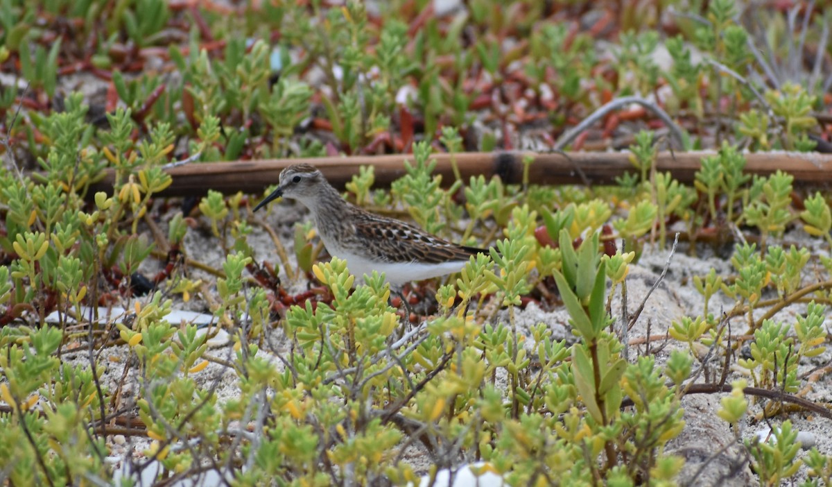 Least Sandpiper - ML642677209