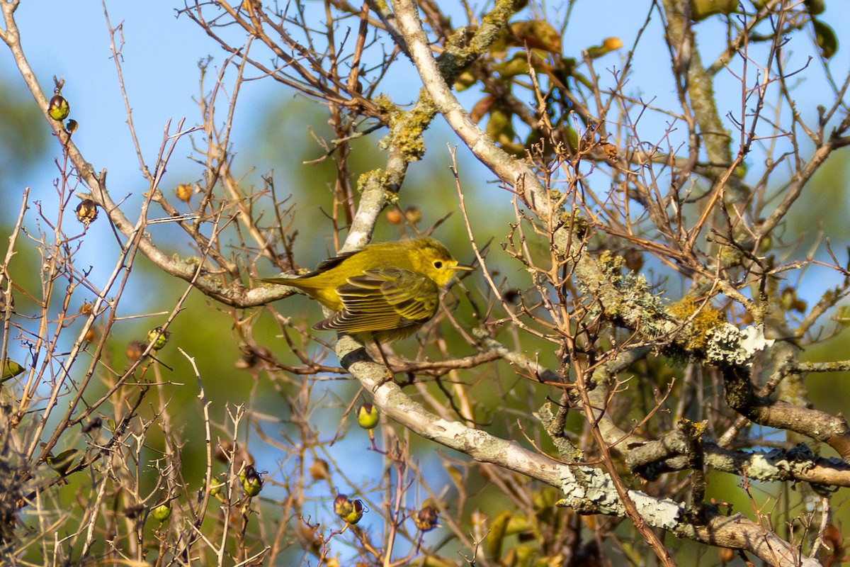 Northern Yellow Warbler - ML642677212