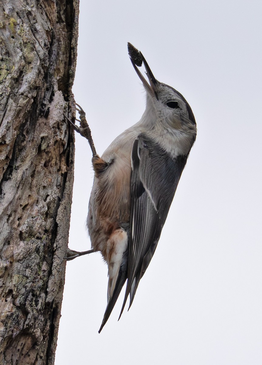 White-breasted Nuthatch - ML642677218
