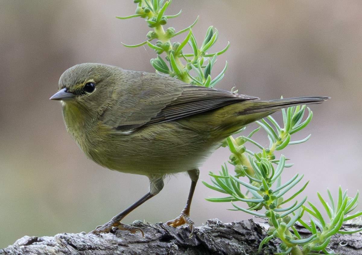 Orange-crowned Warbler - ML642677240
