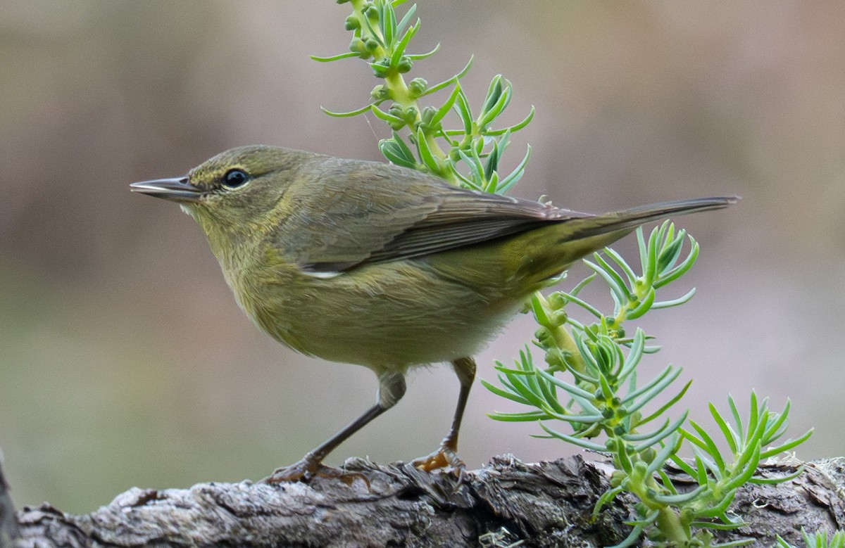 Orange-crowned Warbler - ML642677241