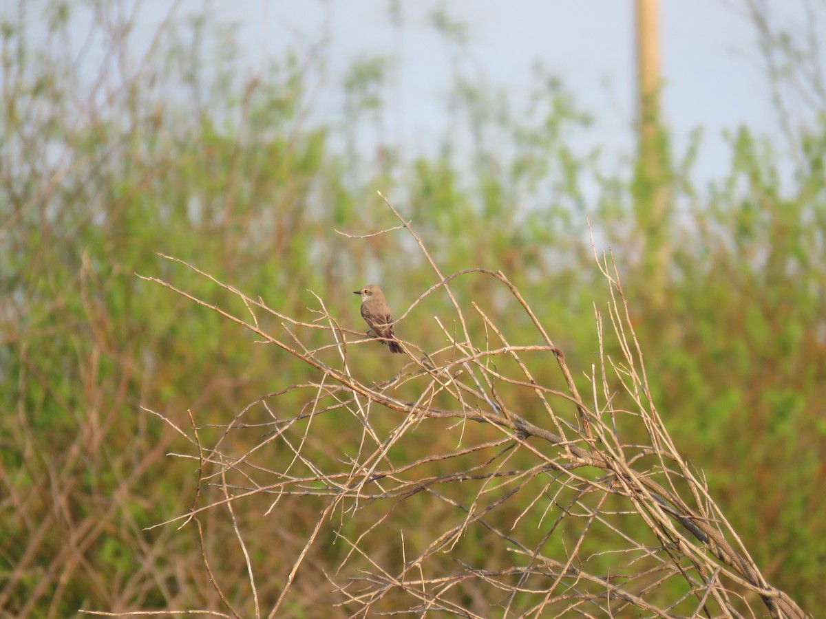 Vermilion Flycatcher - ML642677242